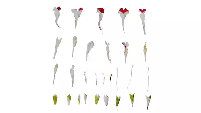 Anydrafts Salvia 08 Flower 04