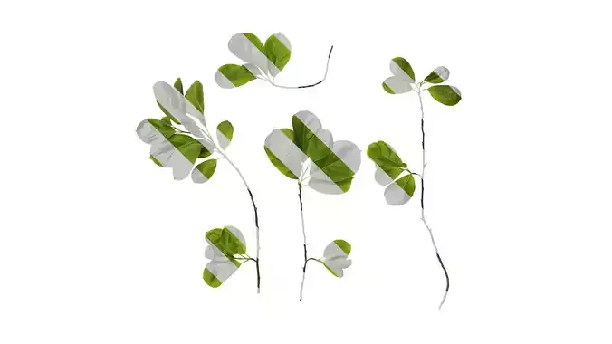 Anydrafts Magnolia amoena Atlas 14