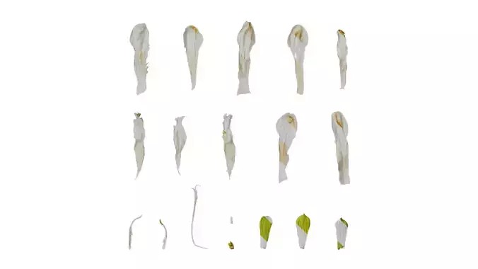 Anydrafts Salvia 08 Flower 05