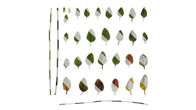 Anydrafts Salvia 08 Leaf 01 Texture