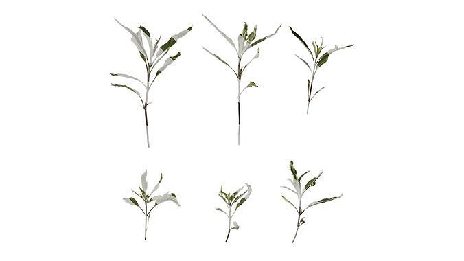 Anydrafts Salvia 09 Atlas 01 Texture
