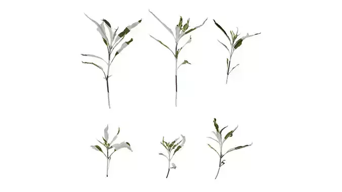 Anydrafts Salvia 09 Atlas 01