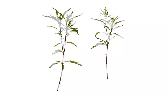 Anydrafts Salvia 09 Atlas 02