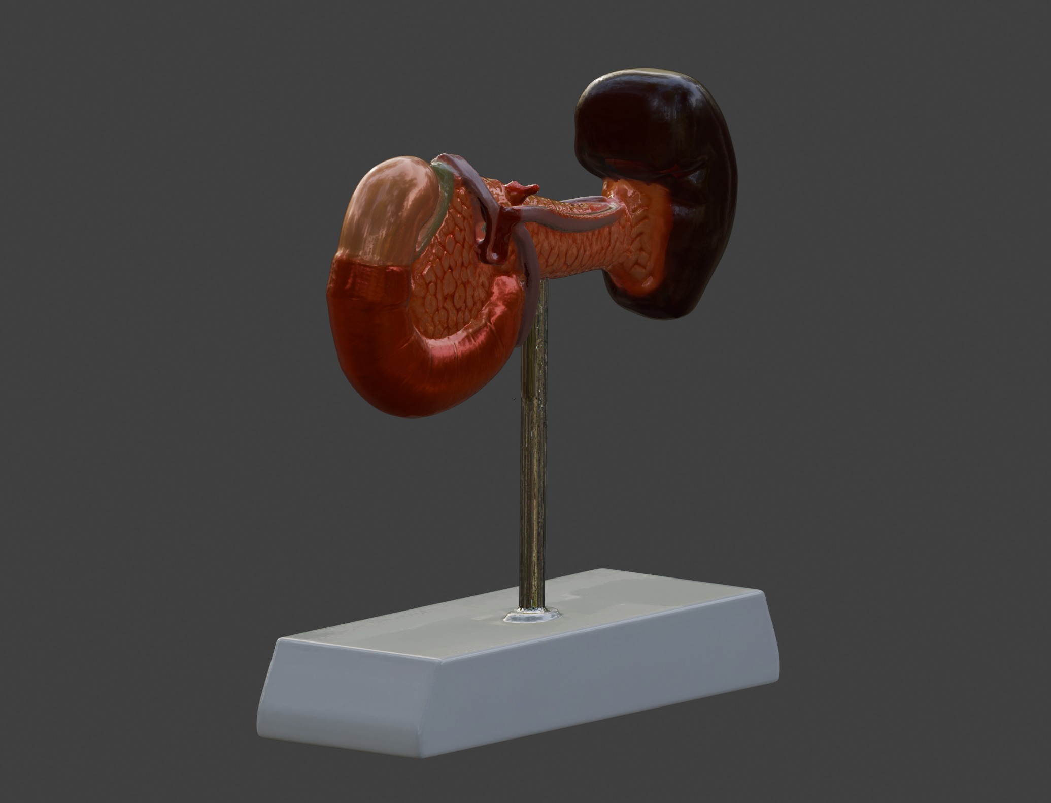 3D Spleen Pancreas and Duodenum Anatomy Model 3D print model_9