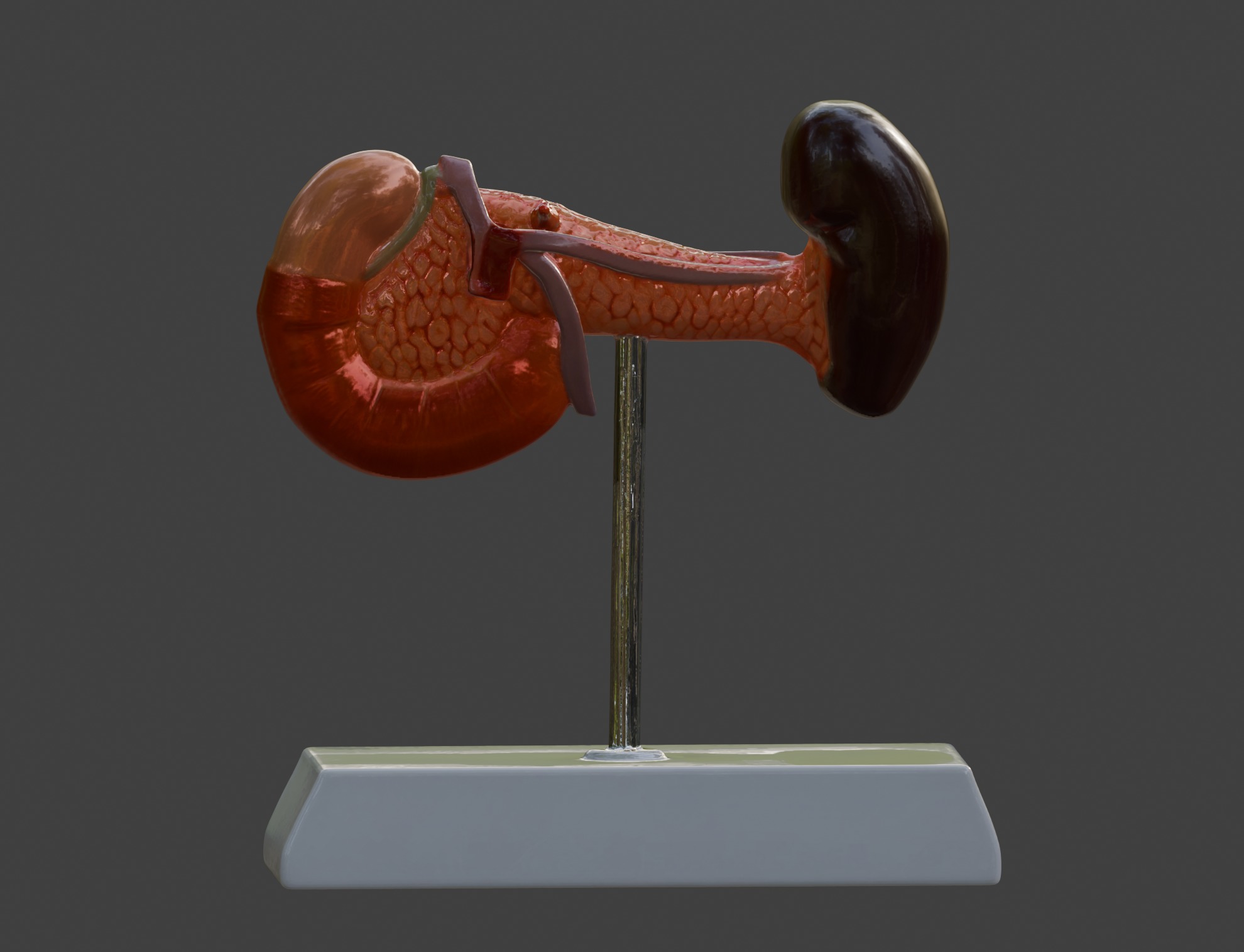 3D Spleen Pancreas and Duodenum Anatomy Model 3D print model_8