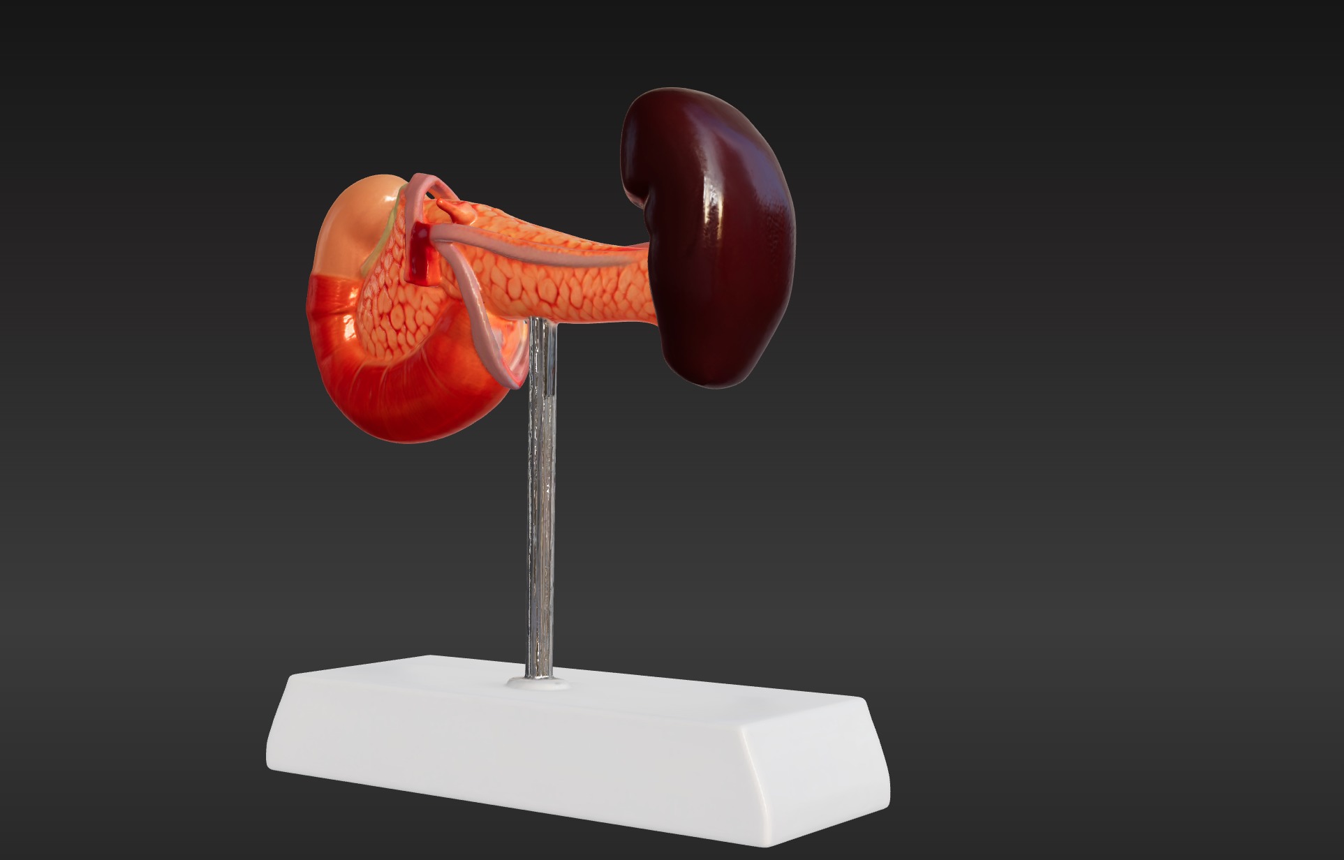 3D Spleen Pancreas and Duodenum Anatomy Model 3D print model_4