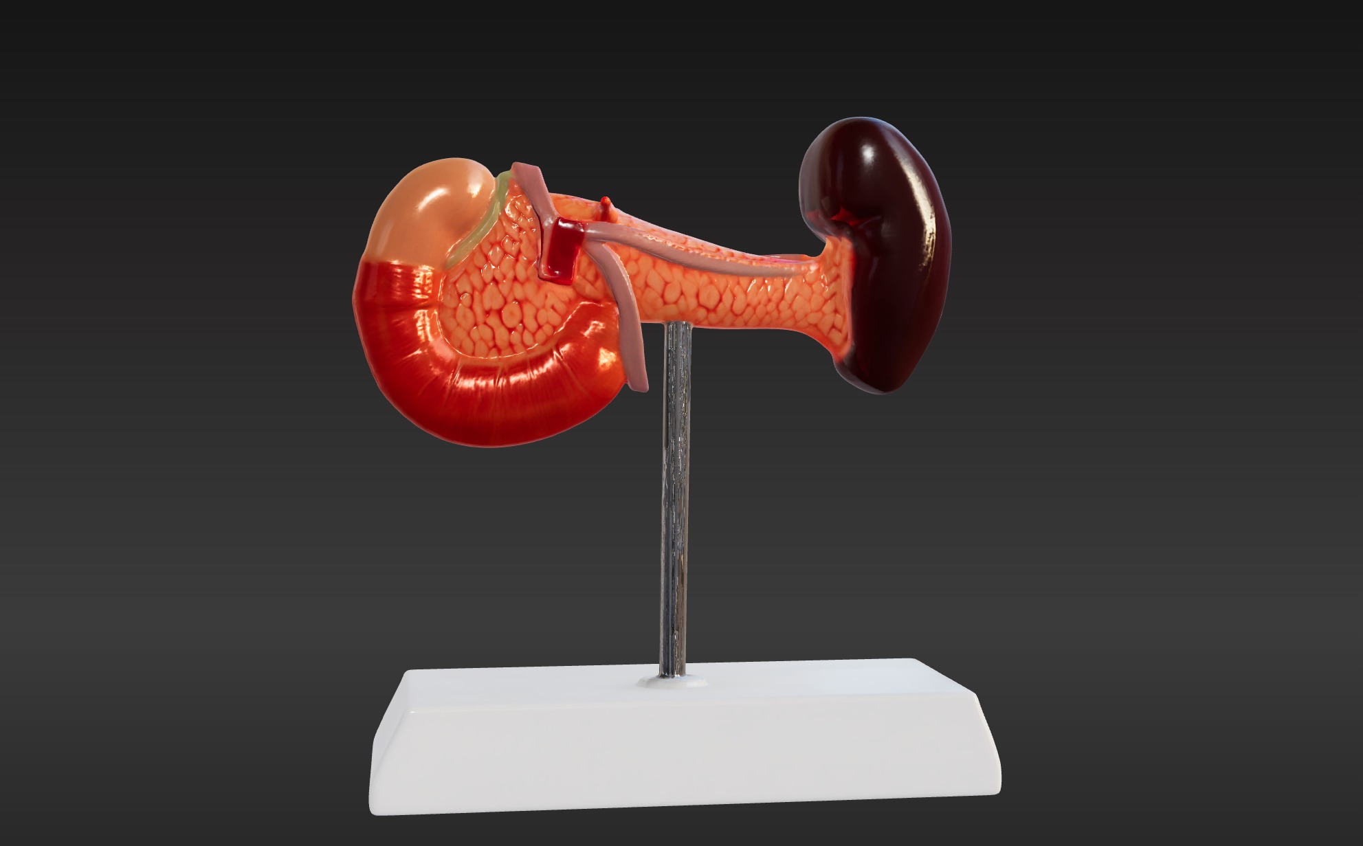 3D Spleen Pancreas and Duodenum Anatomy Model 3D print model_6