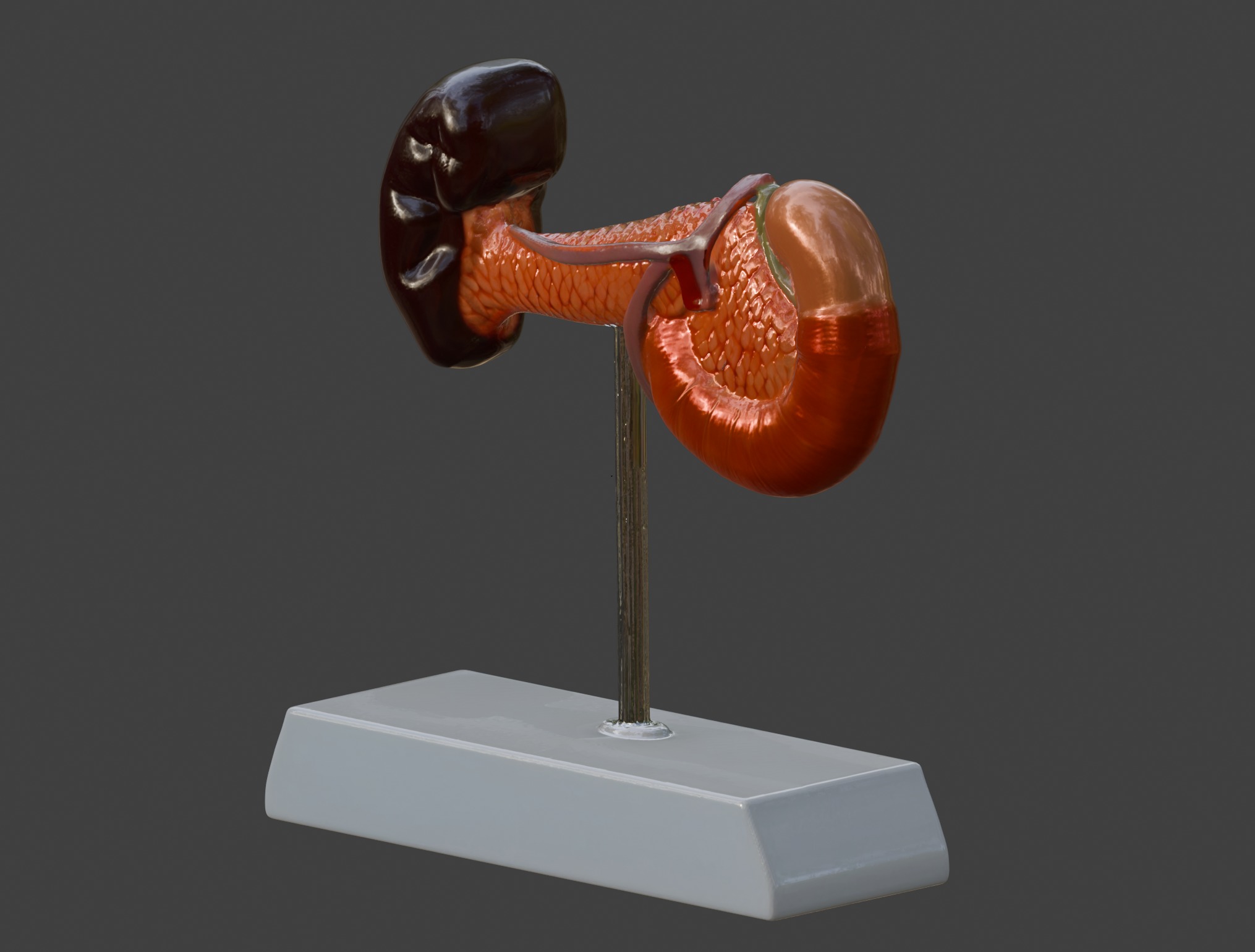 3D Spleen Pancreas and Duodenum Anatomy Model 3D print model_7