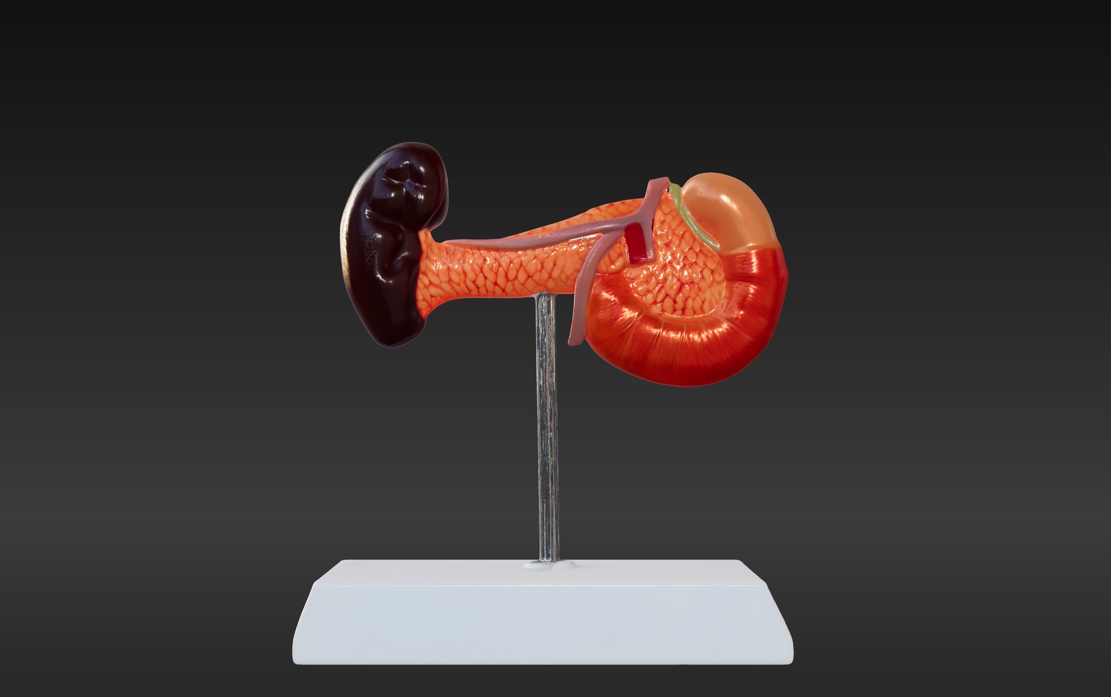 3D Spleen Pancreas and Duodenum Anatomy Model 3D print model_1