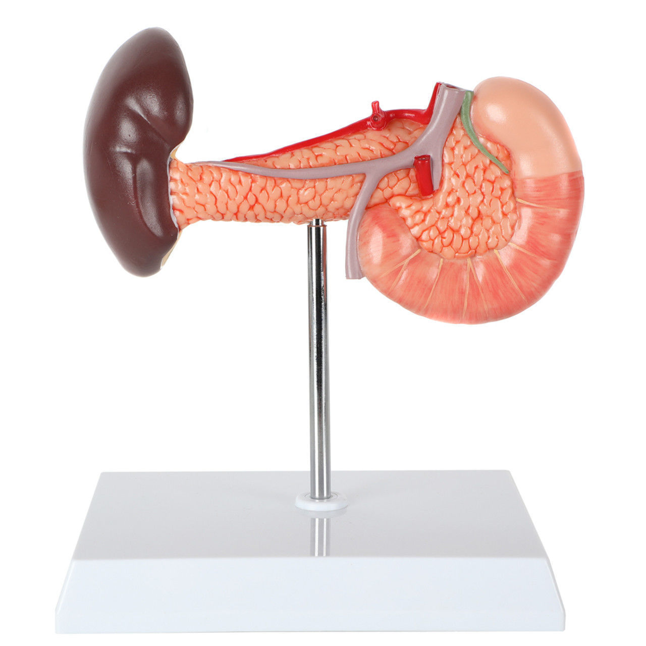 3D Spleen Pancreas and Duodenum Anatomy Model 3D print model_14