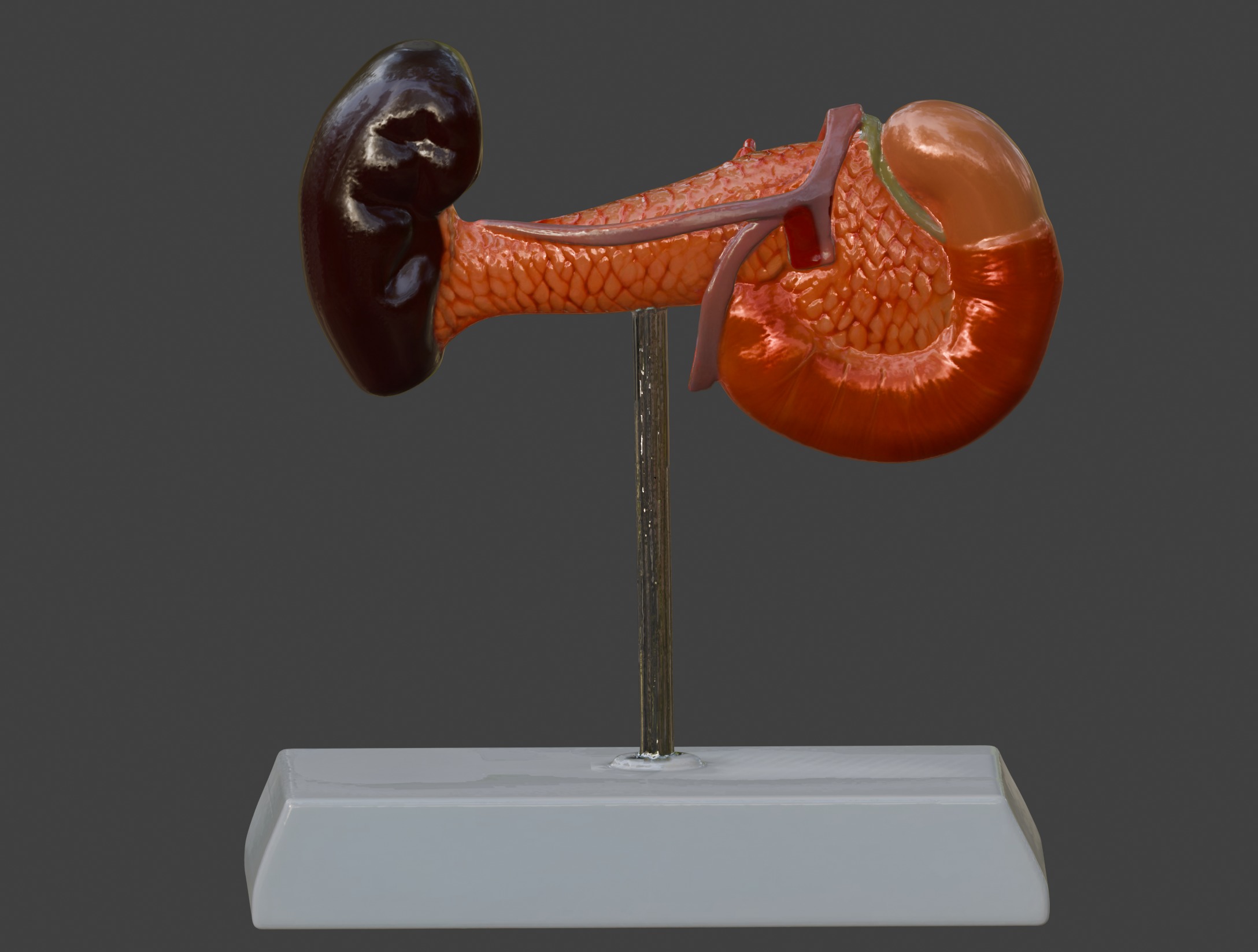 3D Spleen Pancreas and Duodenum Anatomy Model 3D print model_5