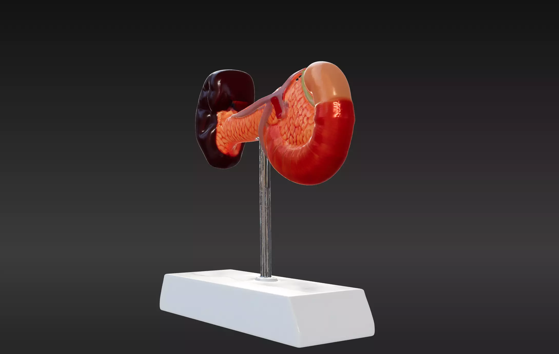 3D Spleen Pancreas and Duodenum Anatomy Model 3D print model_0