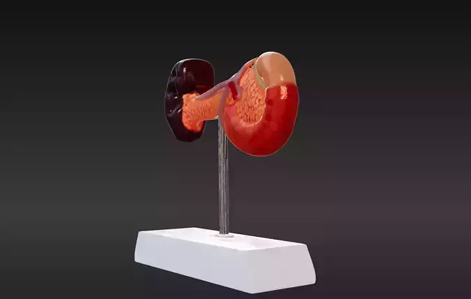 3D Spleen Pancreas and Duodenum Anatomy Model 3D print model