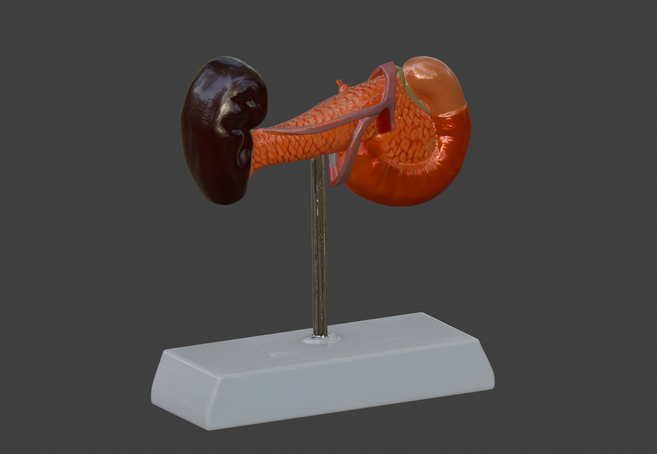 3D Spleen Pancreas and Duodenum Anatomy Model 3D print model_2