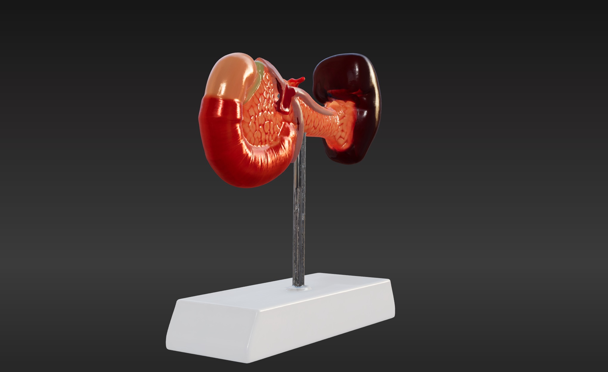 3D Spleen Pancreas and Duodenum Anatomy Model 3D print model_3