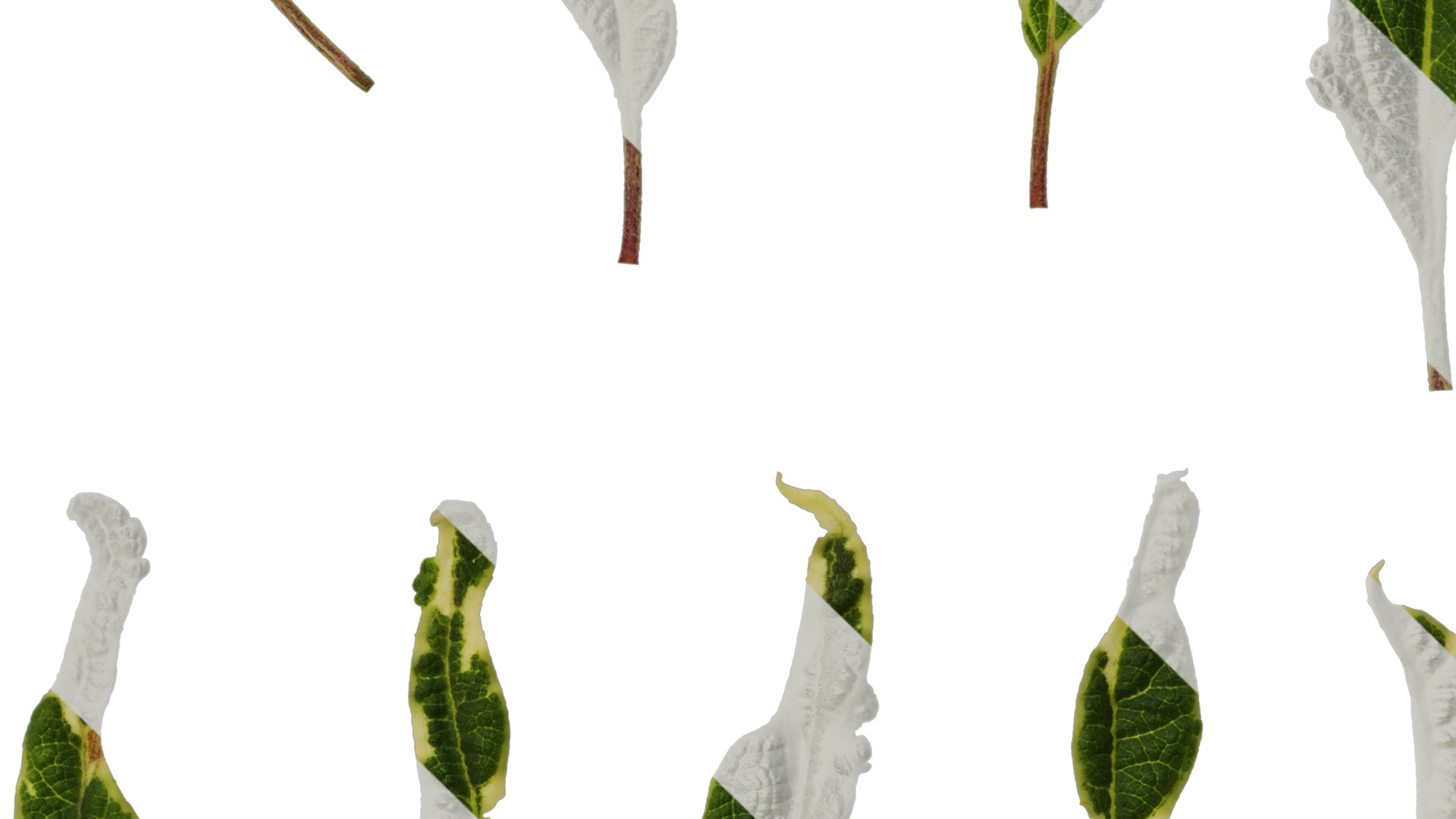 Anydrafts Salvia 09 Leaf 01 Texture_3