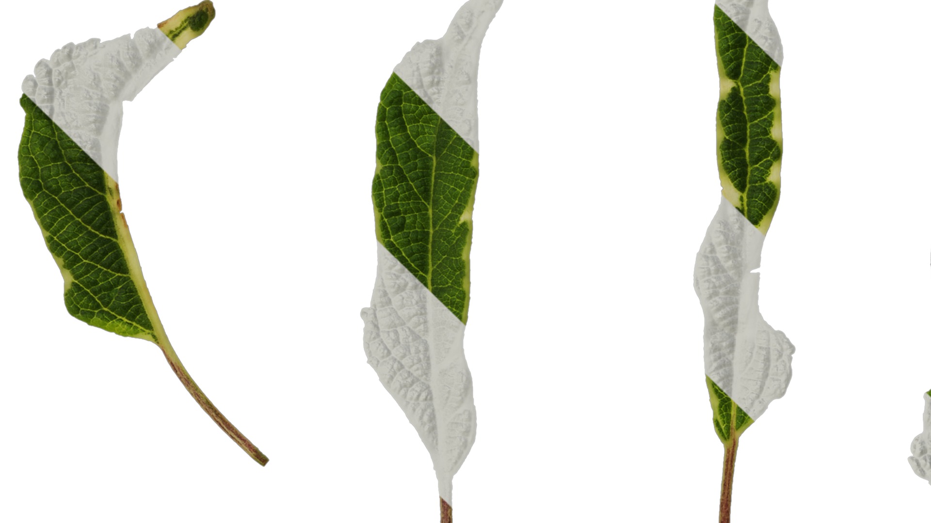 Anydrafts Salvia 09 Leaf 01 Texture_1