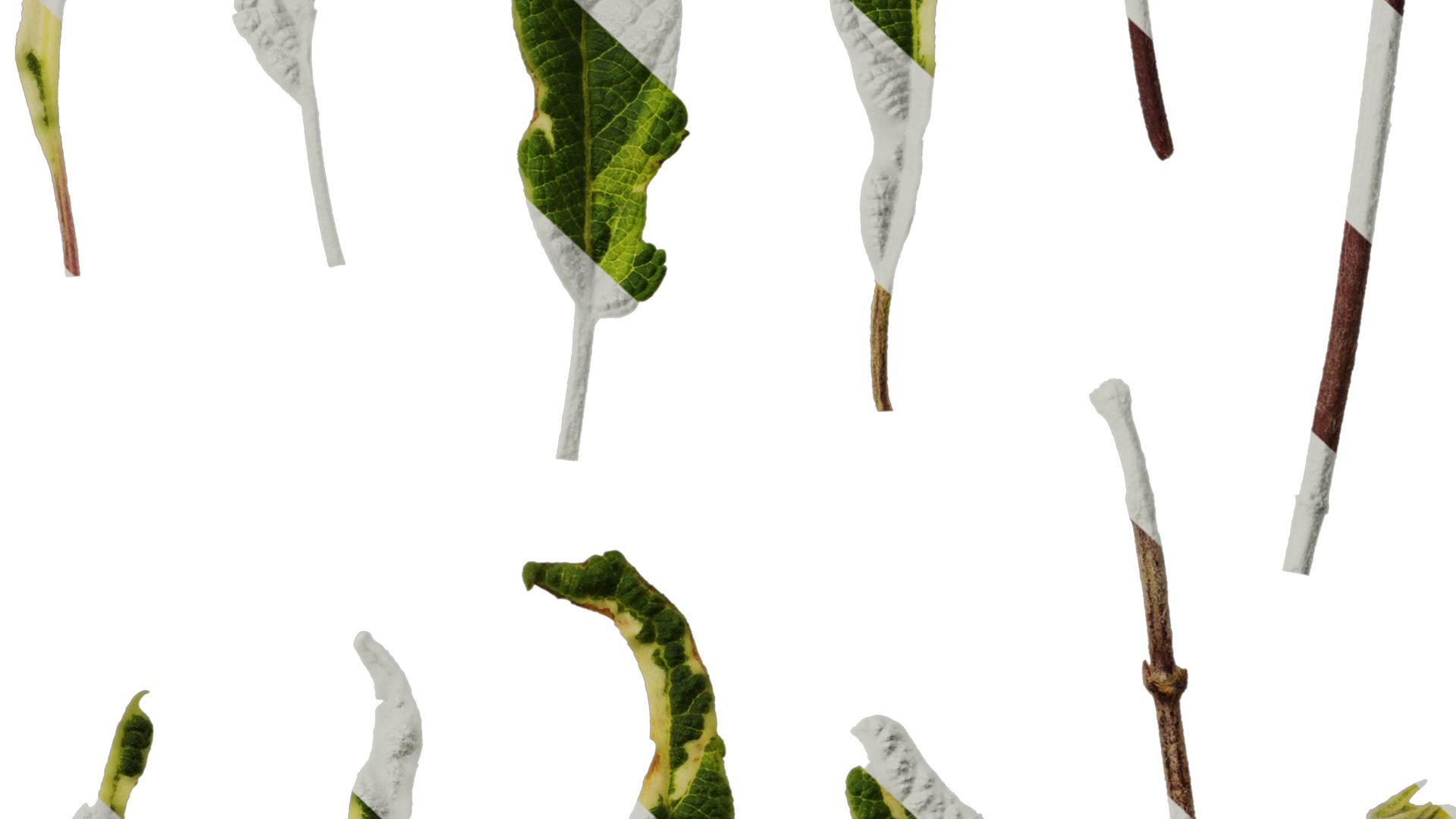 Anydrafts Salvia 09 Leaf 01 Texture_6