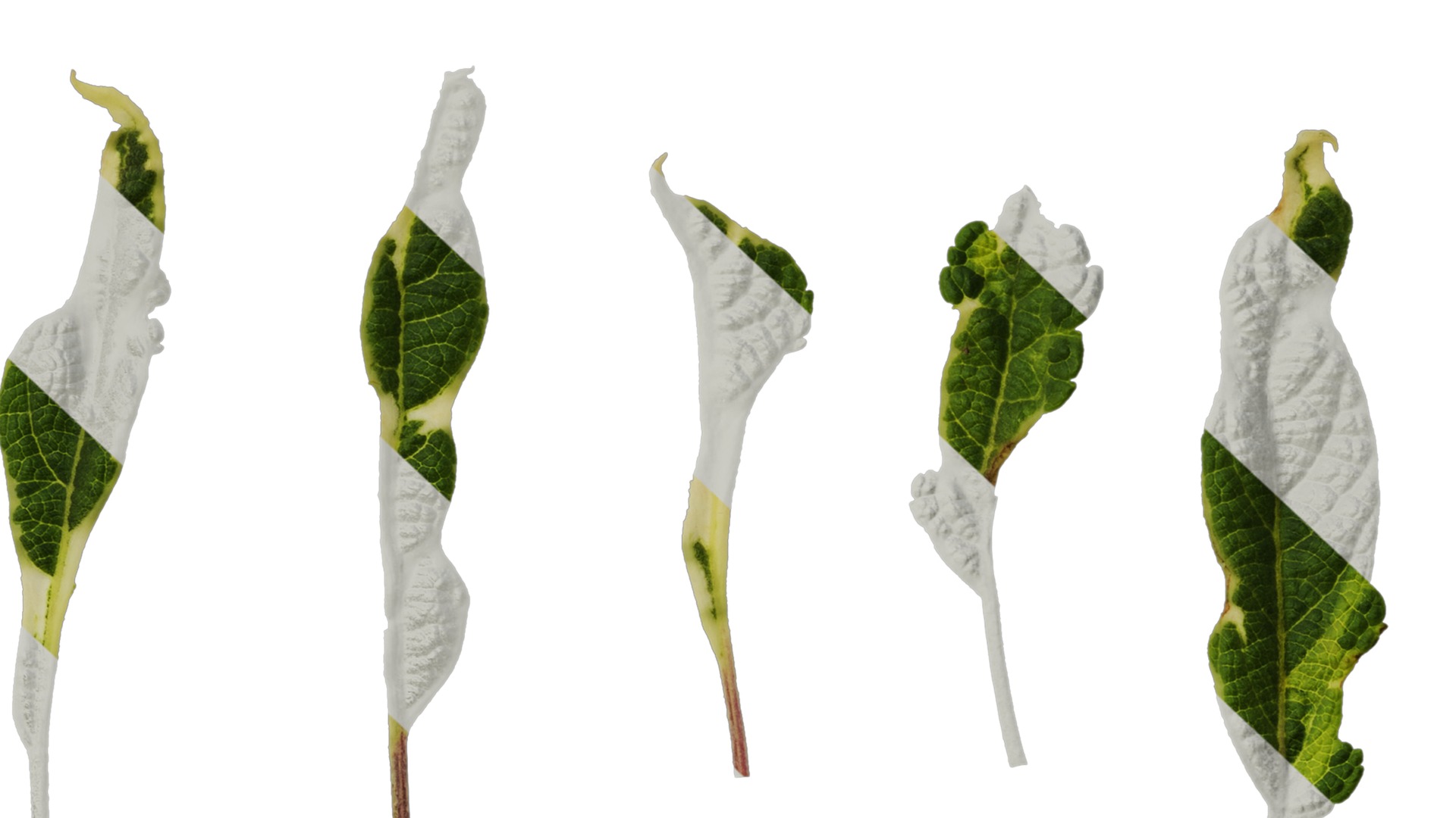 Anydrafts Salvia 09 Leaf 01 Texture_7