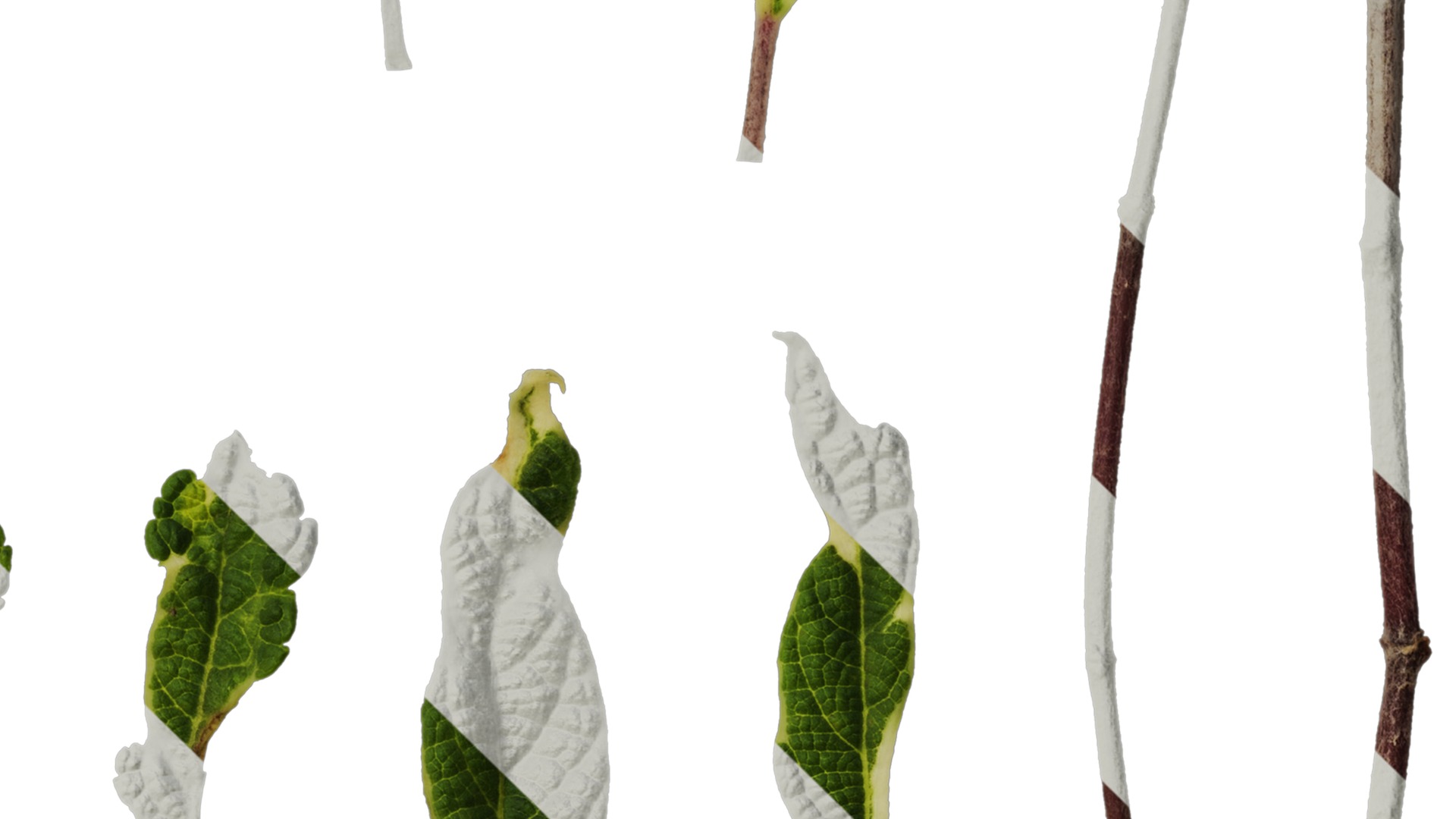 Anydrafts Salvia 09 Leaf 01 Texture_4