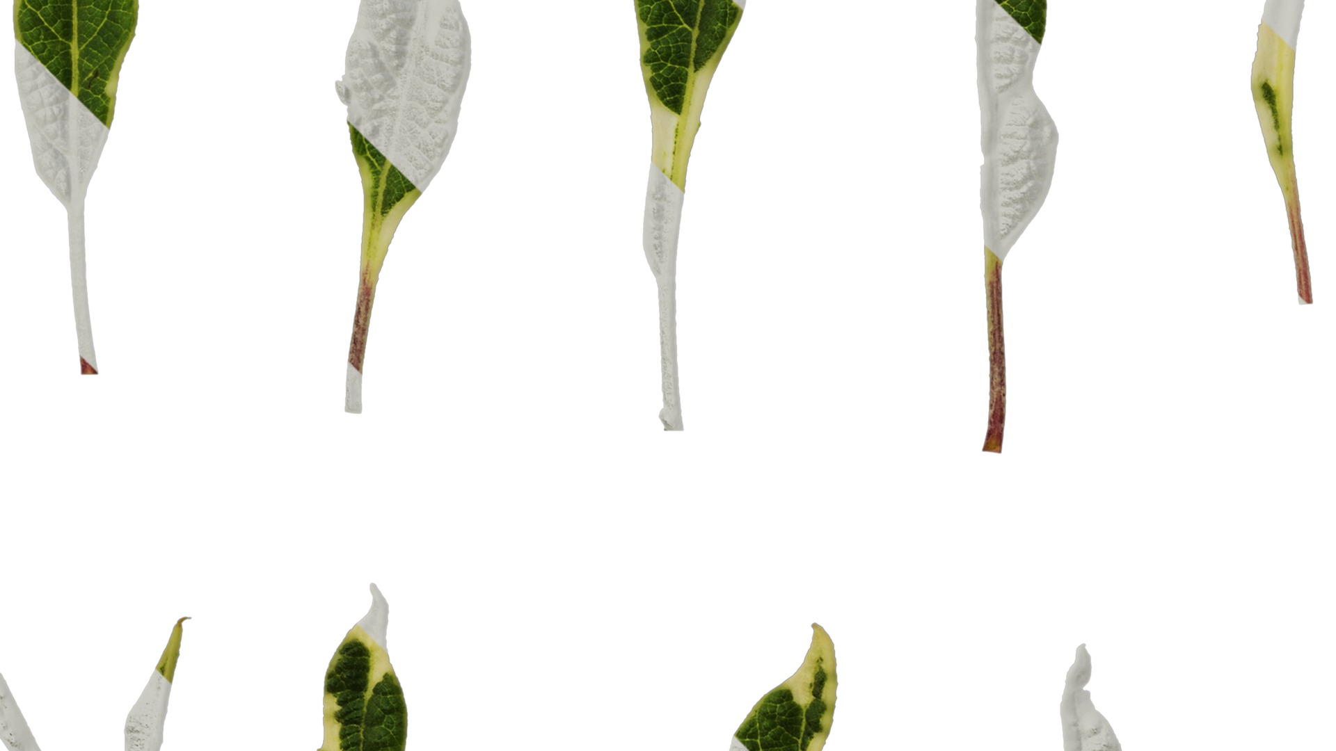 Anydrafts Salvia 09 Leaf 01 Texture_5