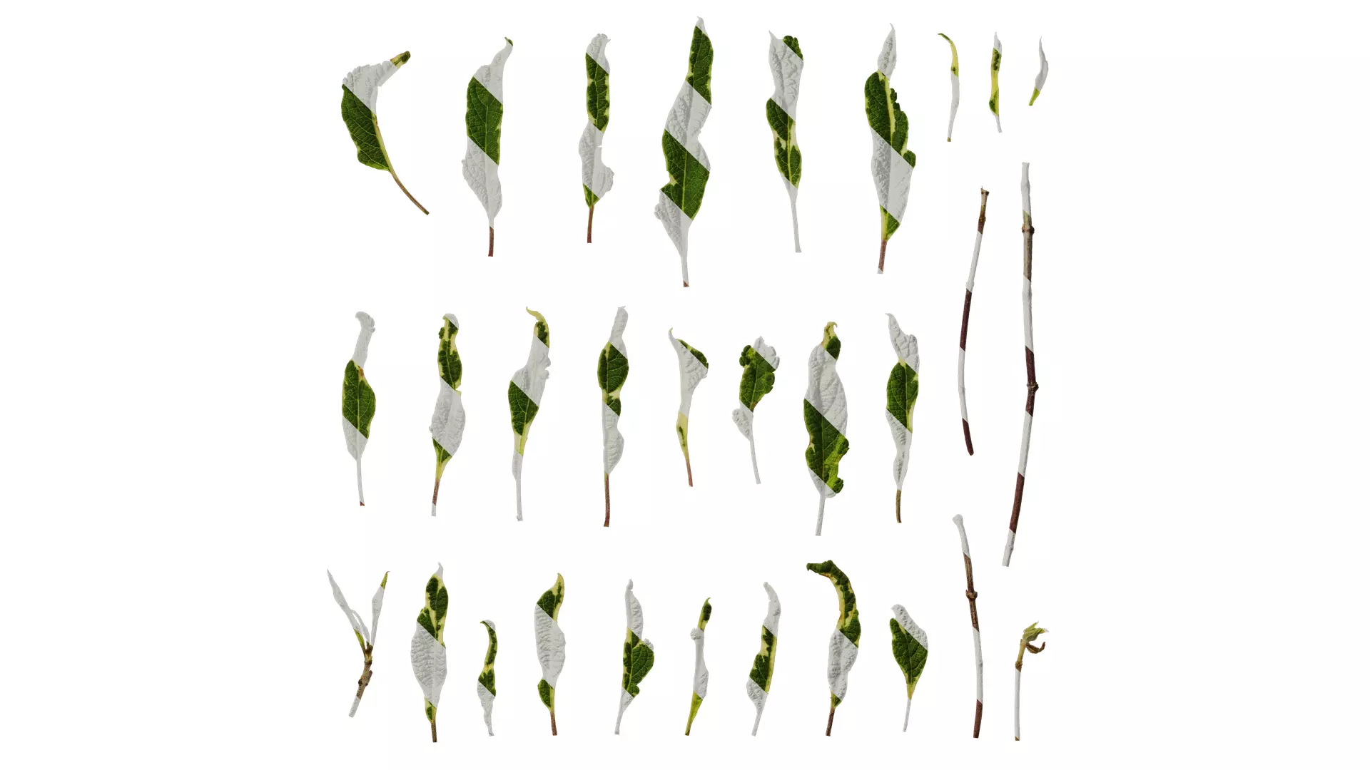 Anydrafts Salvia 09 Leaf 01 Texture_0