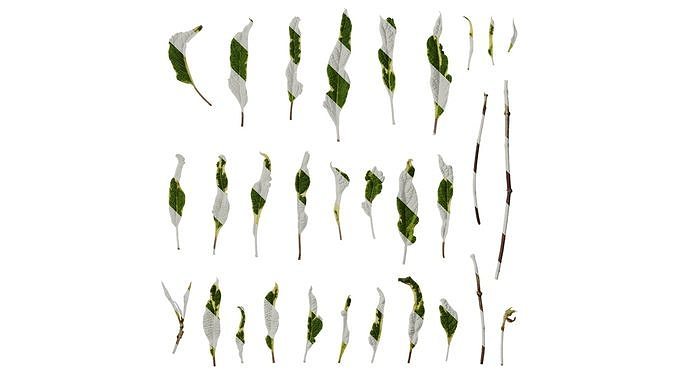 Anydrafts Salvia 09 Leaf 01 Texture