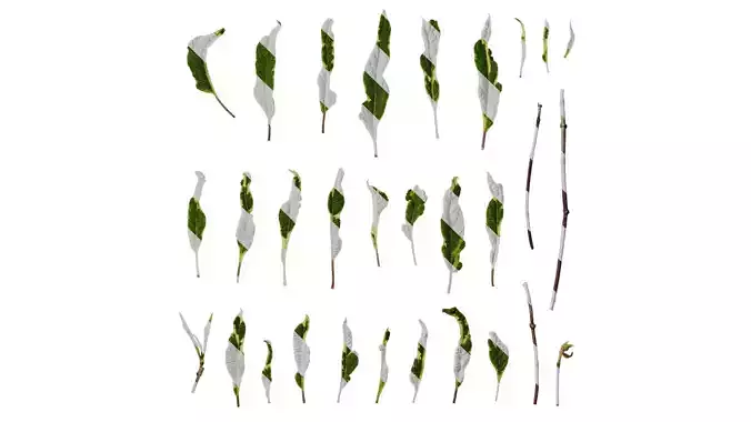 Anydrafts Salvia 09 Leaf 01