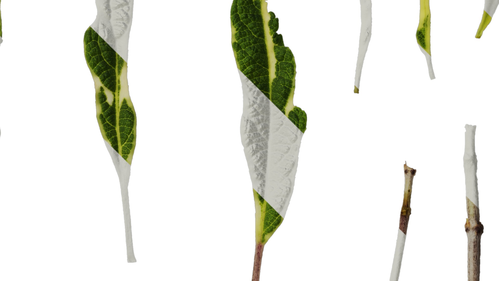 Anydrafts Salvia 09 Leaf 01 Texture_2