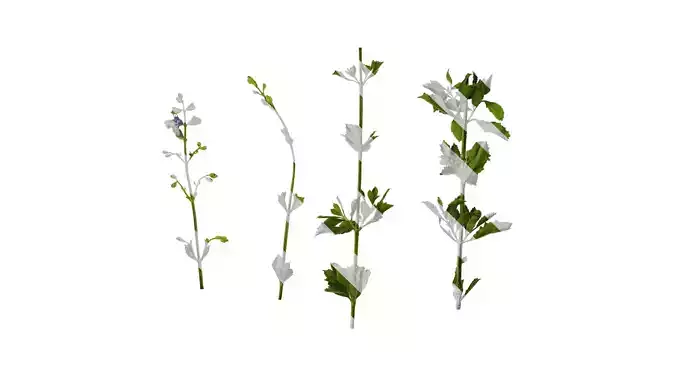 Anydrafts Salvia chamelaeagnea Atlas 01 Texture
