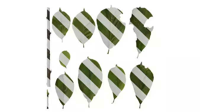 Anydrafts Magnolia amoena Leaf 01