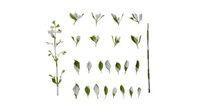 Anydrafts Salvia chamelaeagnea Atlas 02