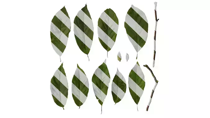 Anydrafts Magnolia amoena Leaf 08