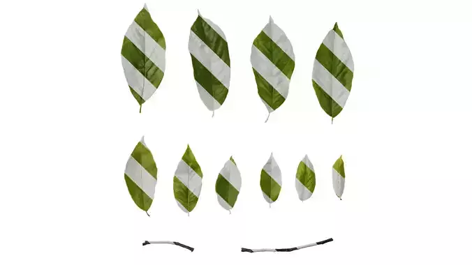 Anydrafts Magnolia amoena Leaf 09
