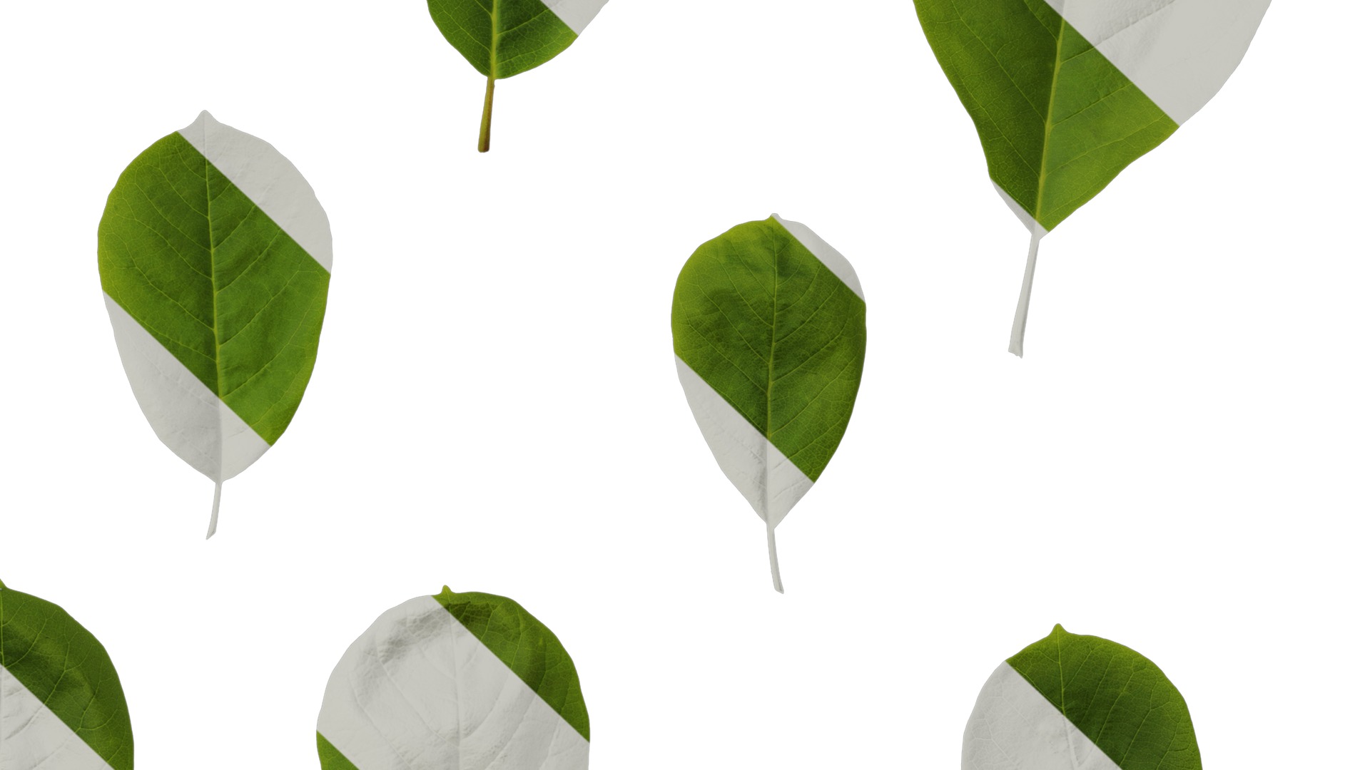 Anydrafts Magnolia amoena Leaf 10 Texture_6