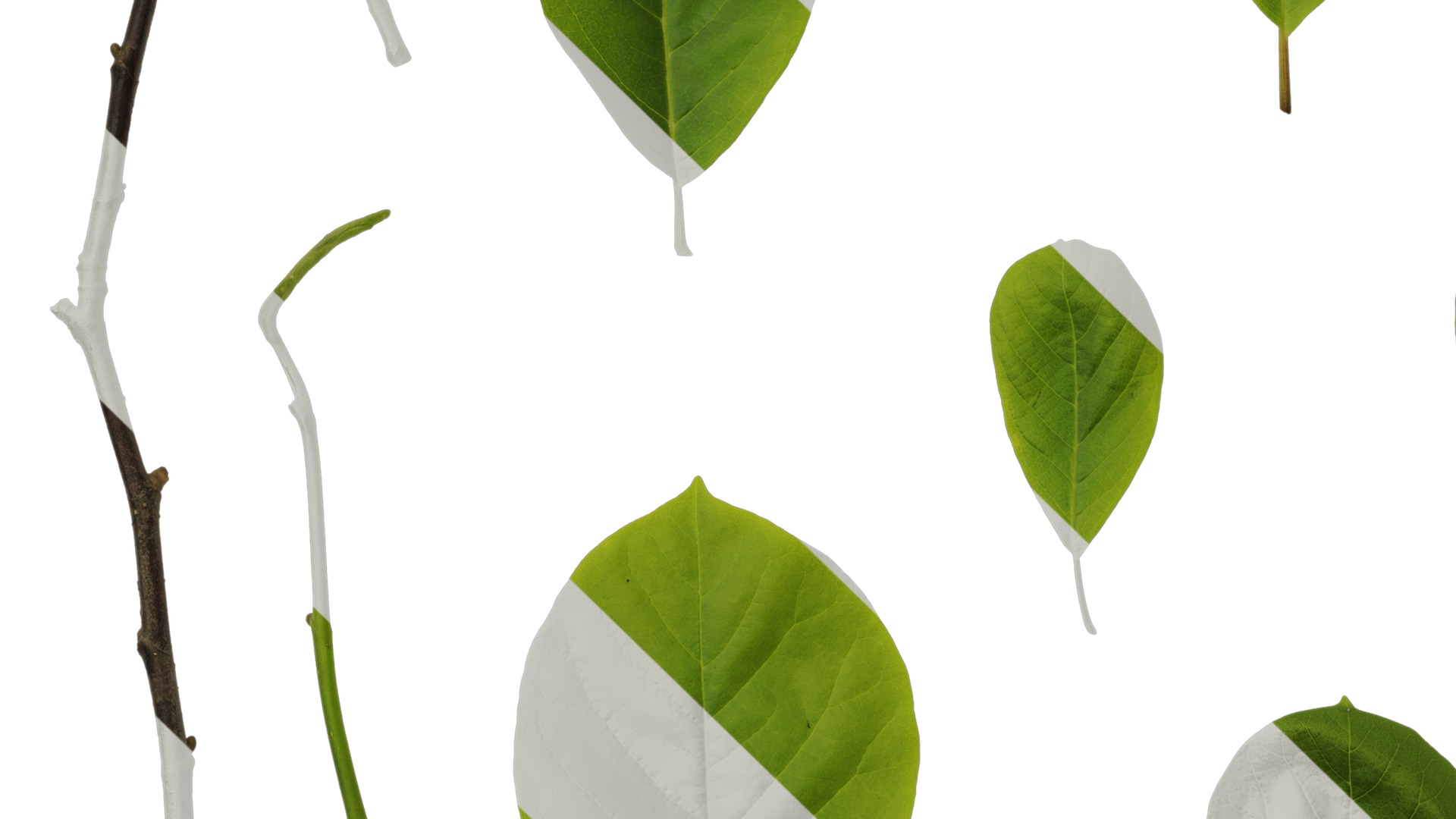 Anydrafts Magnolia amoena Leaf 10 Texture_5