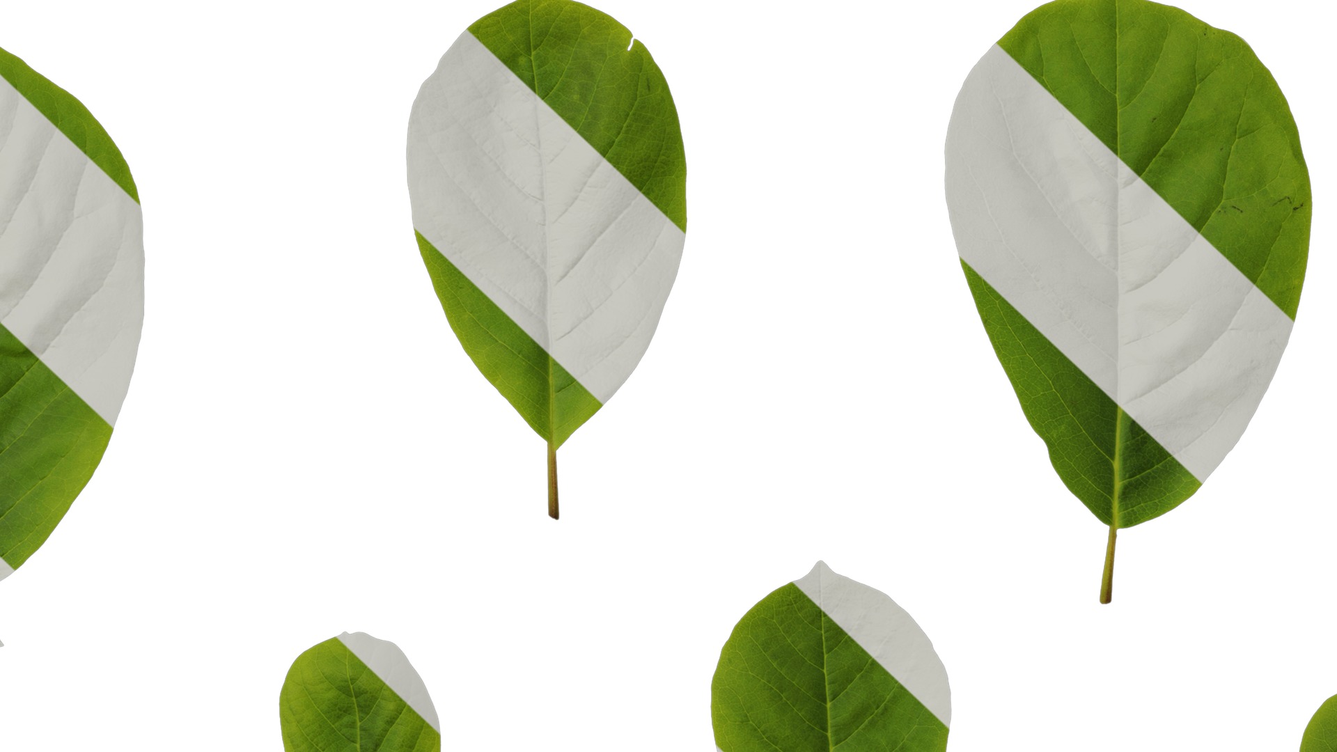 Anydrafts Magnolia amoena Leaf 10 Texture_7