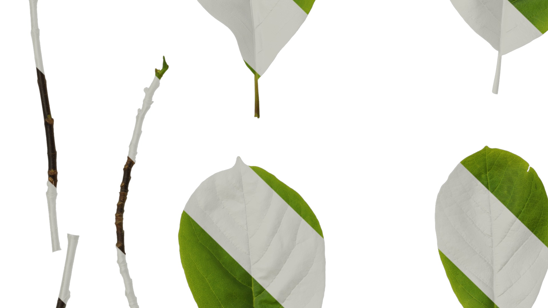 Anydrafts Magnolia amoena Leaf 10 Texture_3