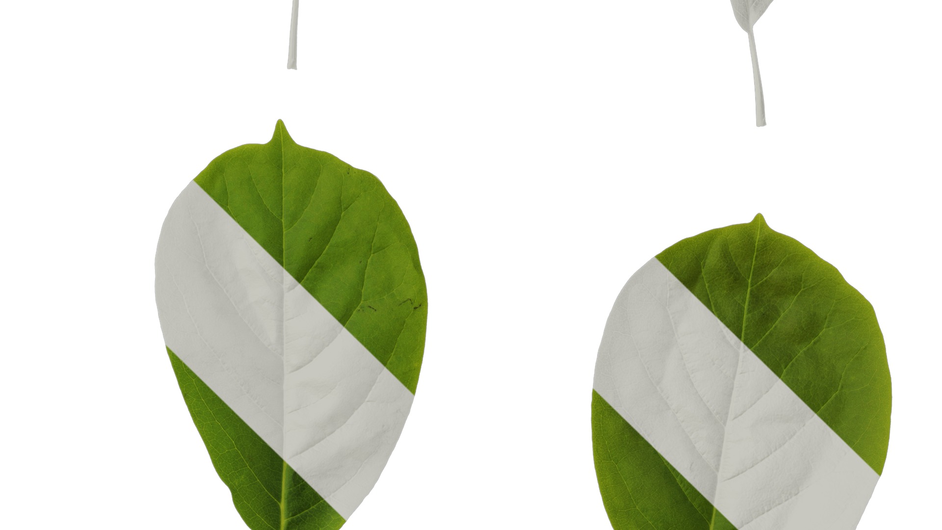 Anydrafts Magnolia amoena Leaf 10 Texture_4