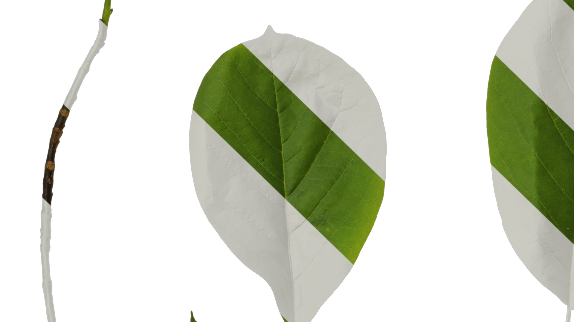 Anydrafts Magnolia amoena Leaf 10 Texture_1