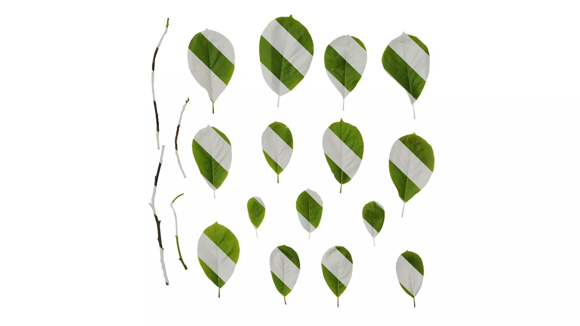 Anydrafts Magnolia amoena Leaf 10 Texture_0