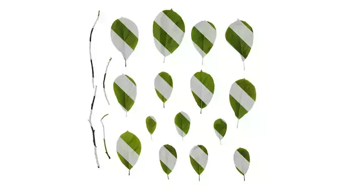 Anydrafts Magnolia amoena Leaf 10