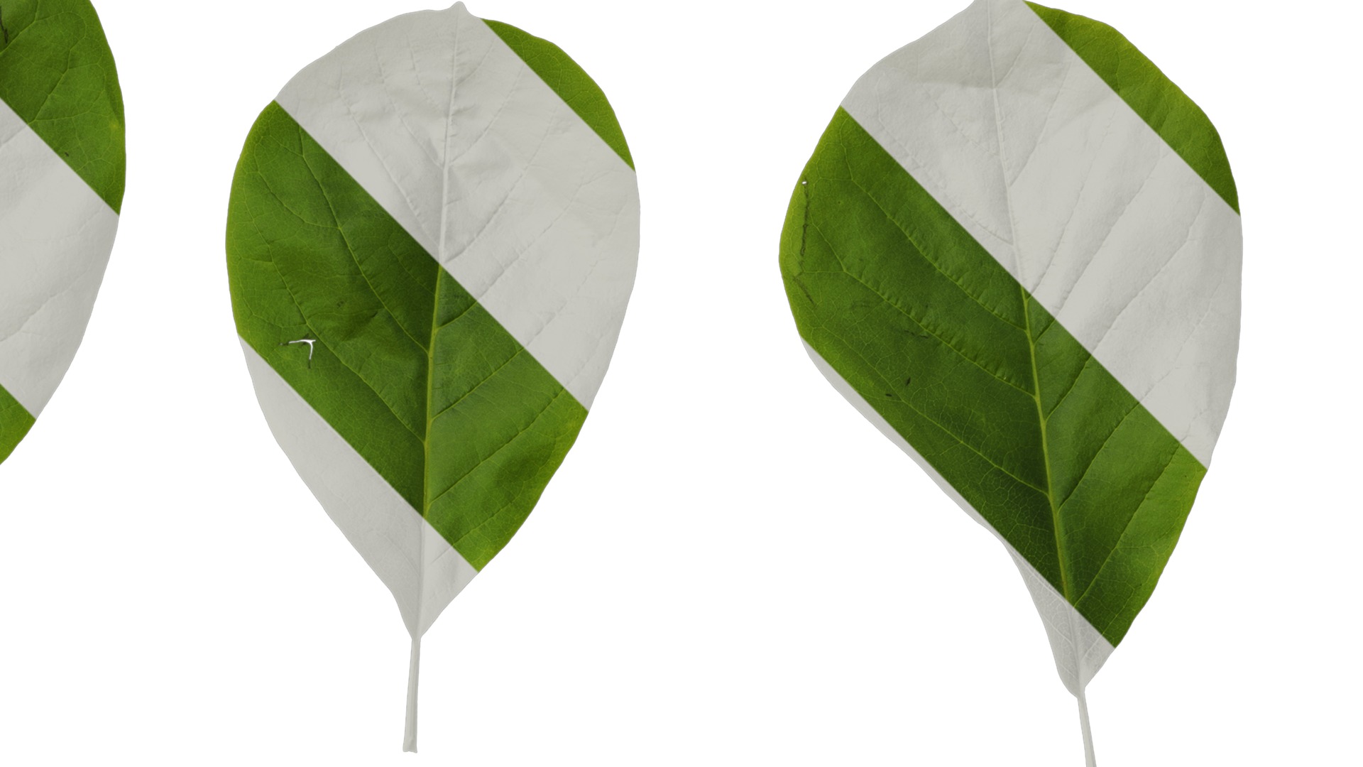 Anydrafts Magnolia amoena Leaf 10 Texture_2