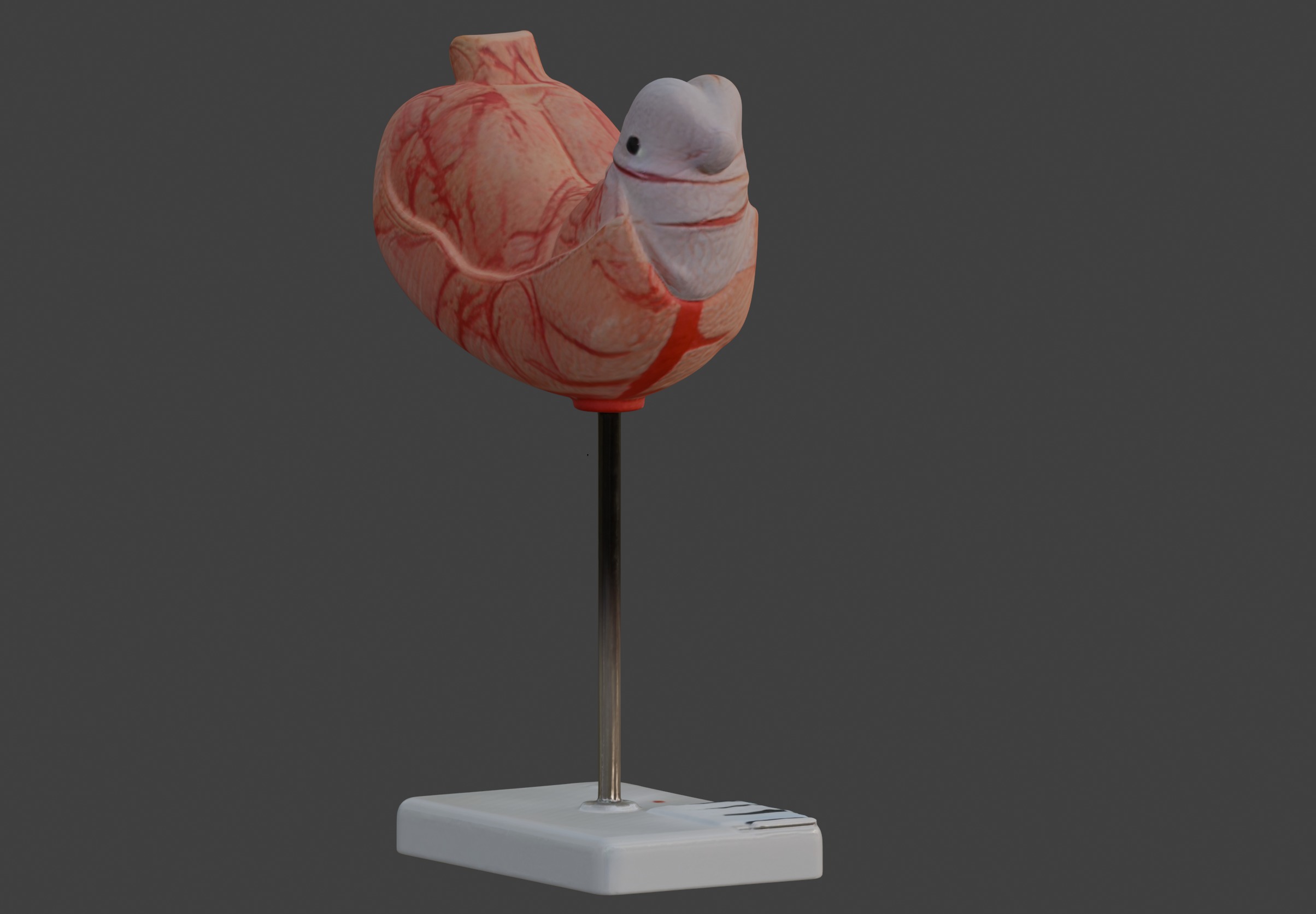3D Human Stomach Anatomy Model 3D print model_4