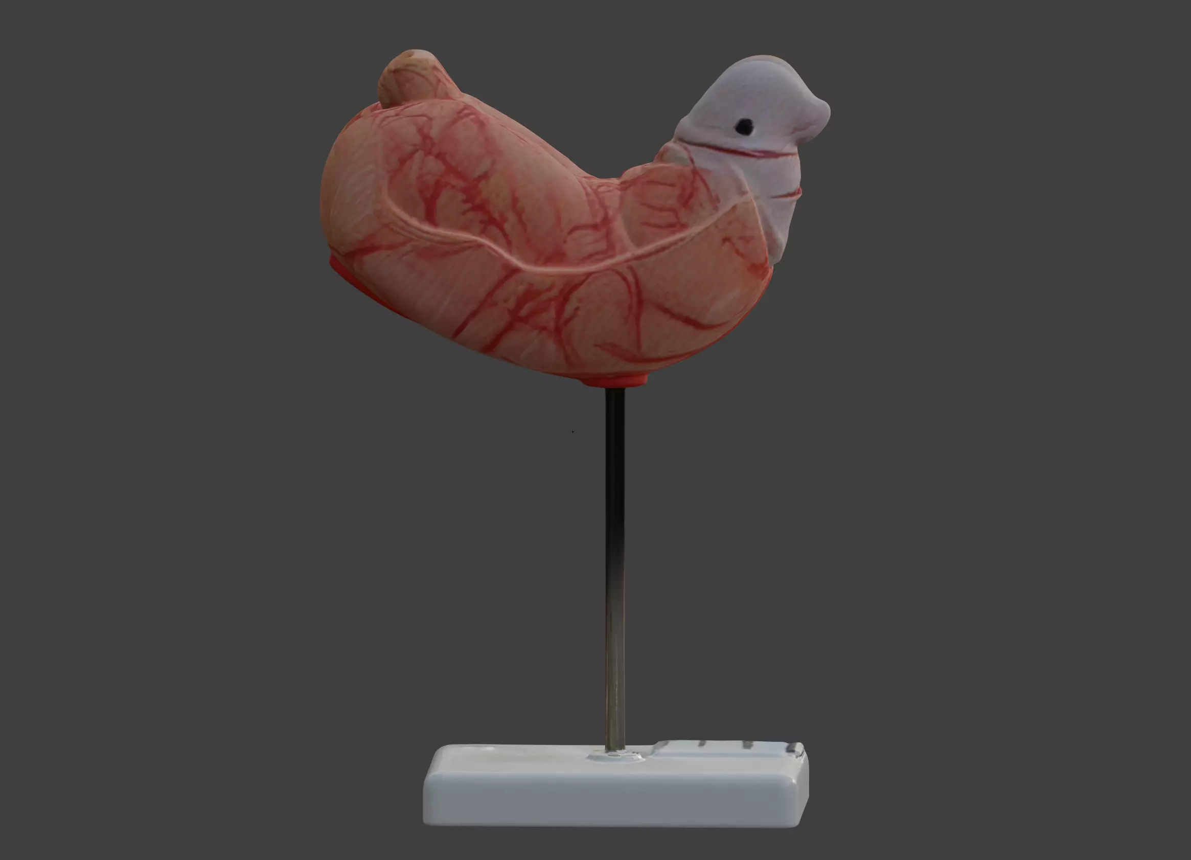 3D Human Stomach Anatomy Model 3D print model_0