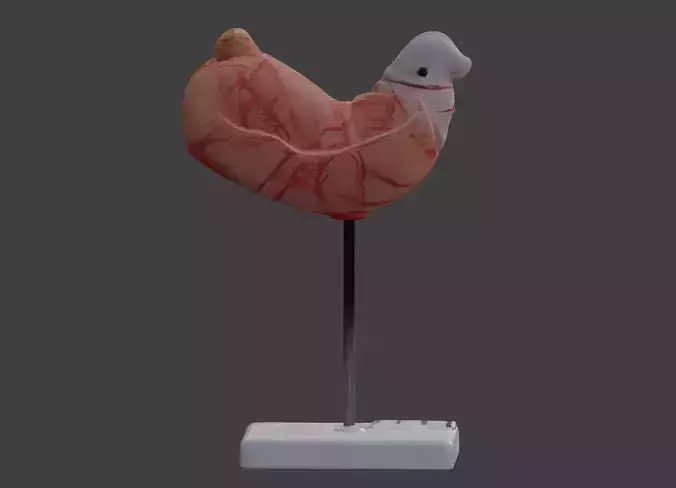 3D Human Stomach Anatomy Model 3D print model