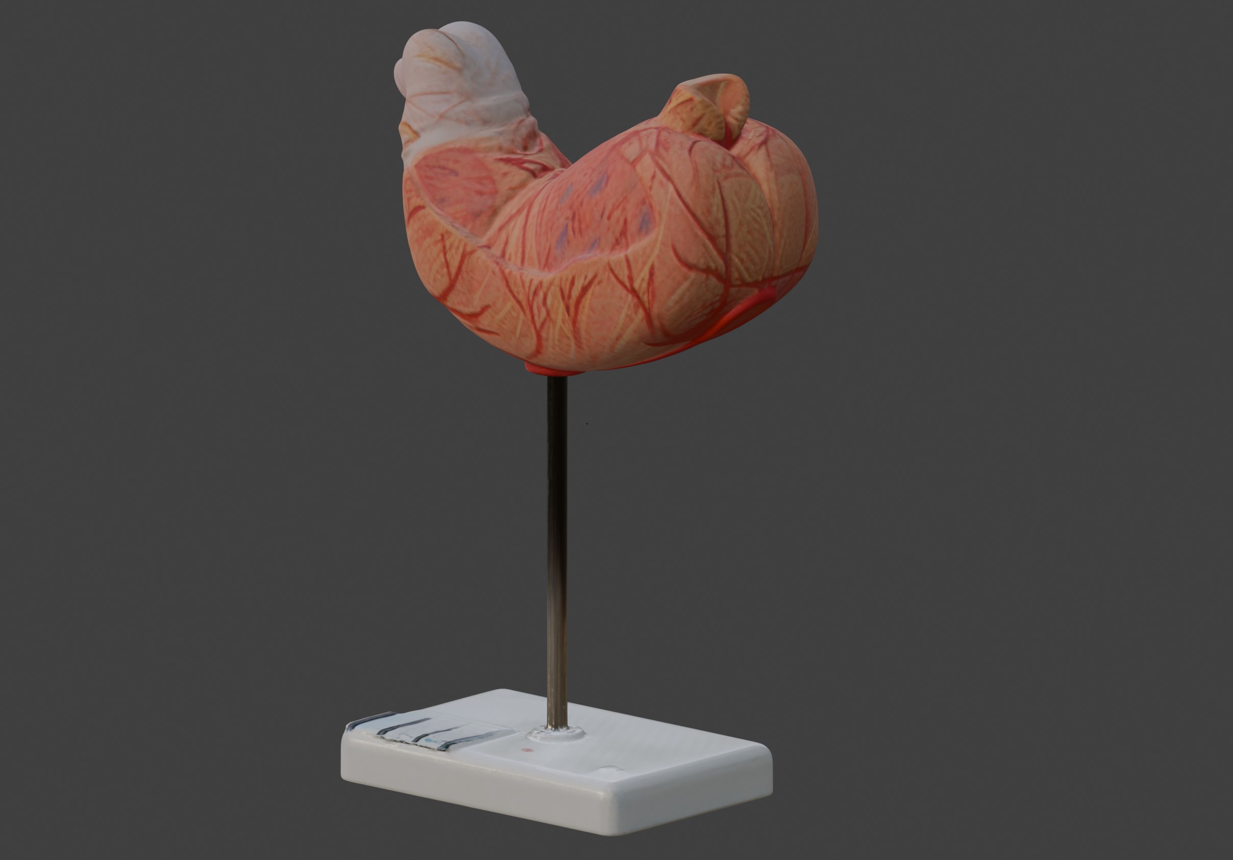3D Human Stomach Anatomy Model 3D print model_8