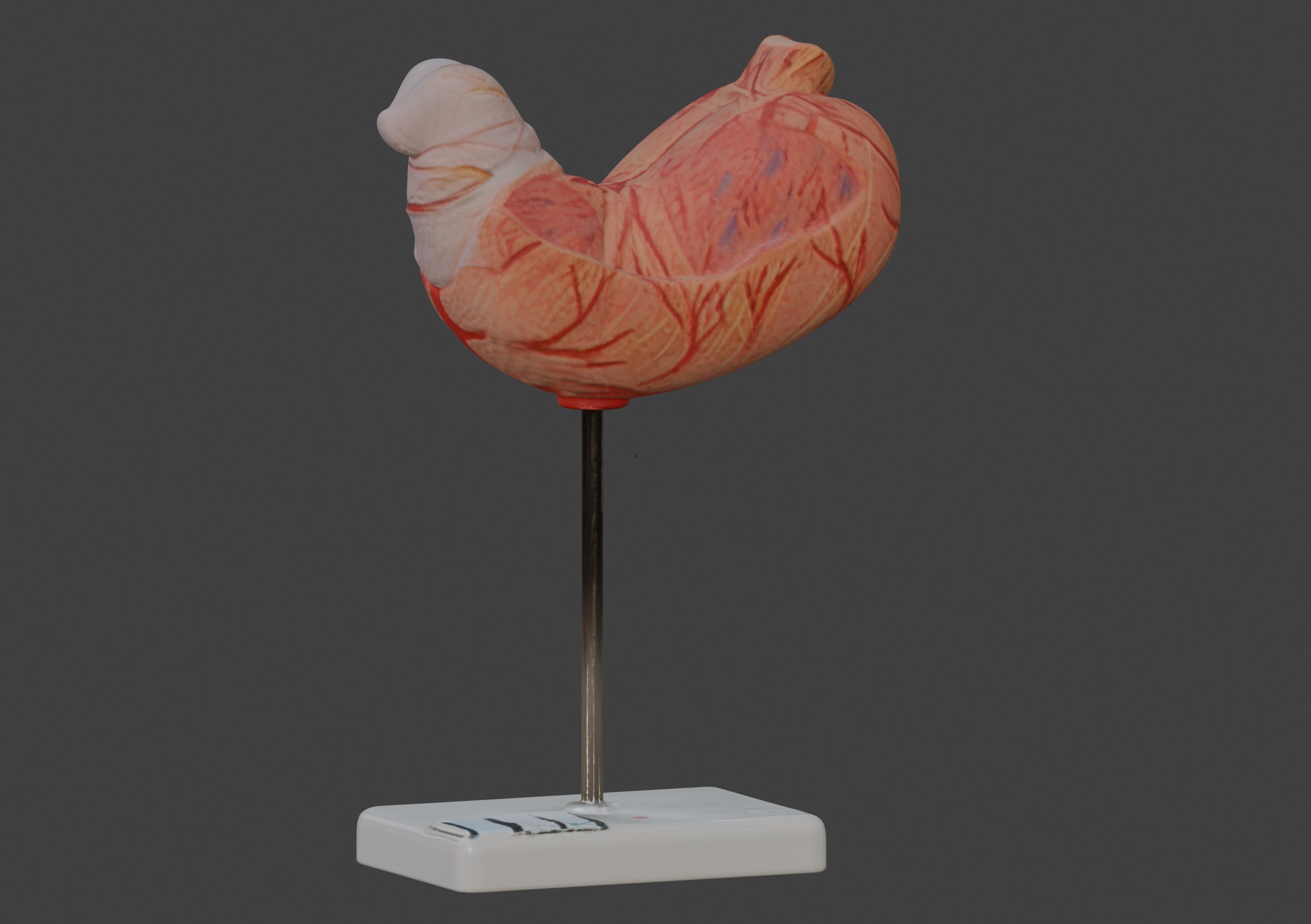 3D Human Stomach Anatomy Model 3D print model_2