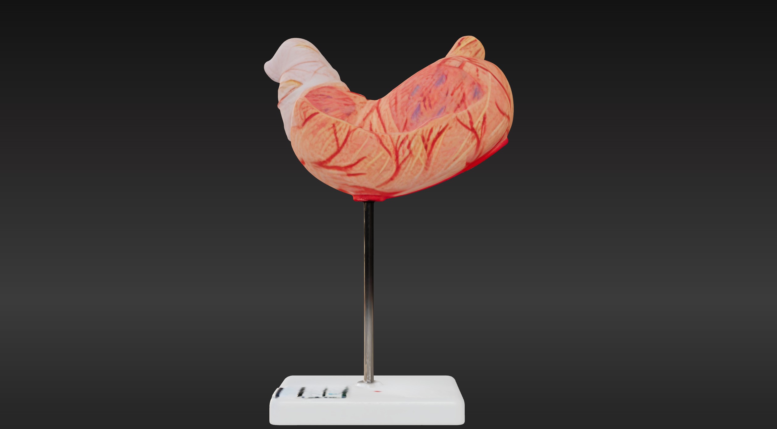 3D Human Stomach Anatomy Model 3D print model_1
