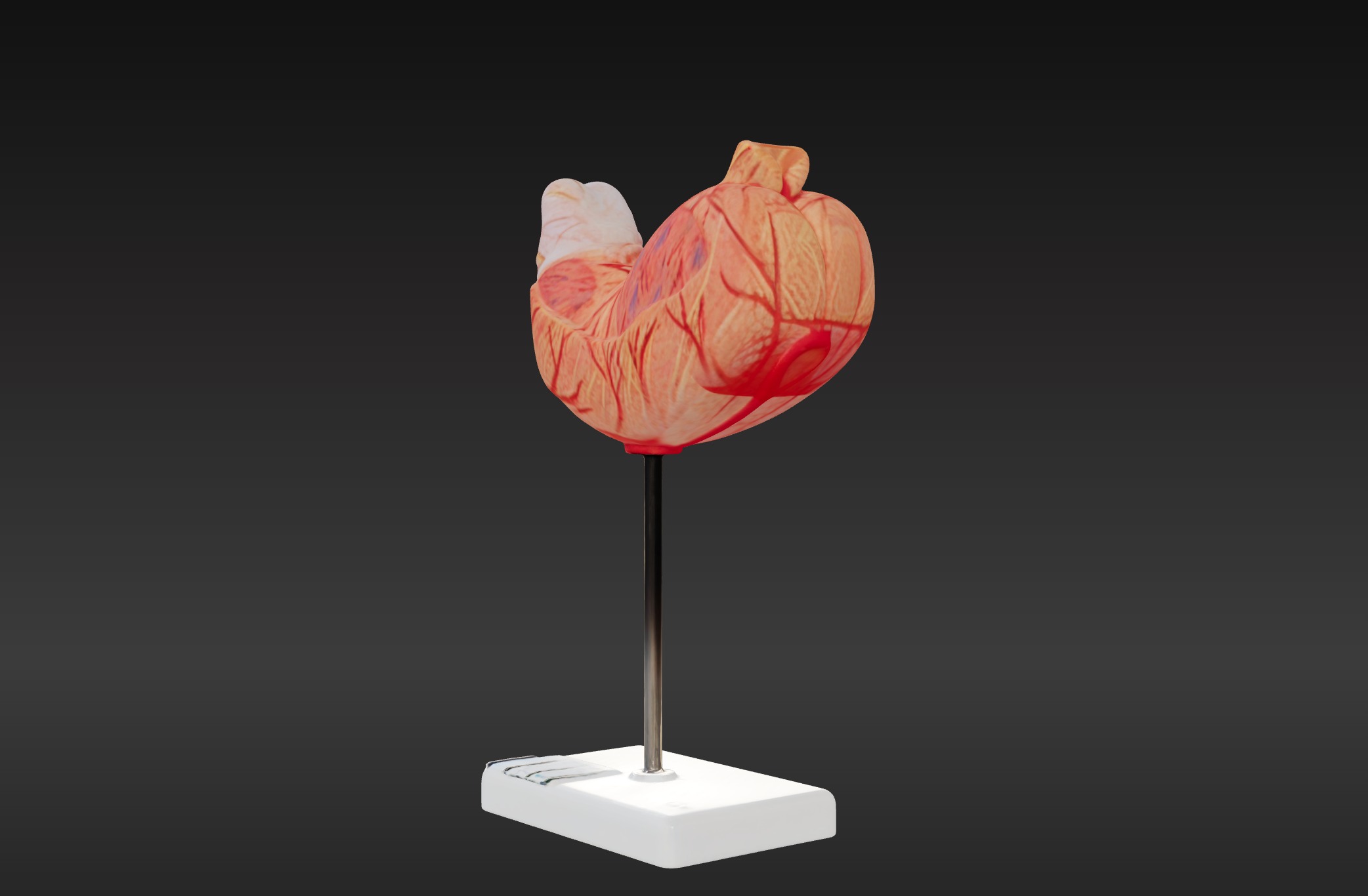 3D Human Stomach Anatomy Model 3D print model_3